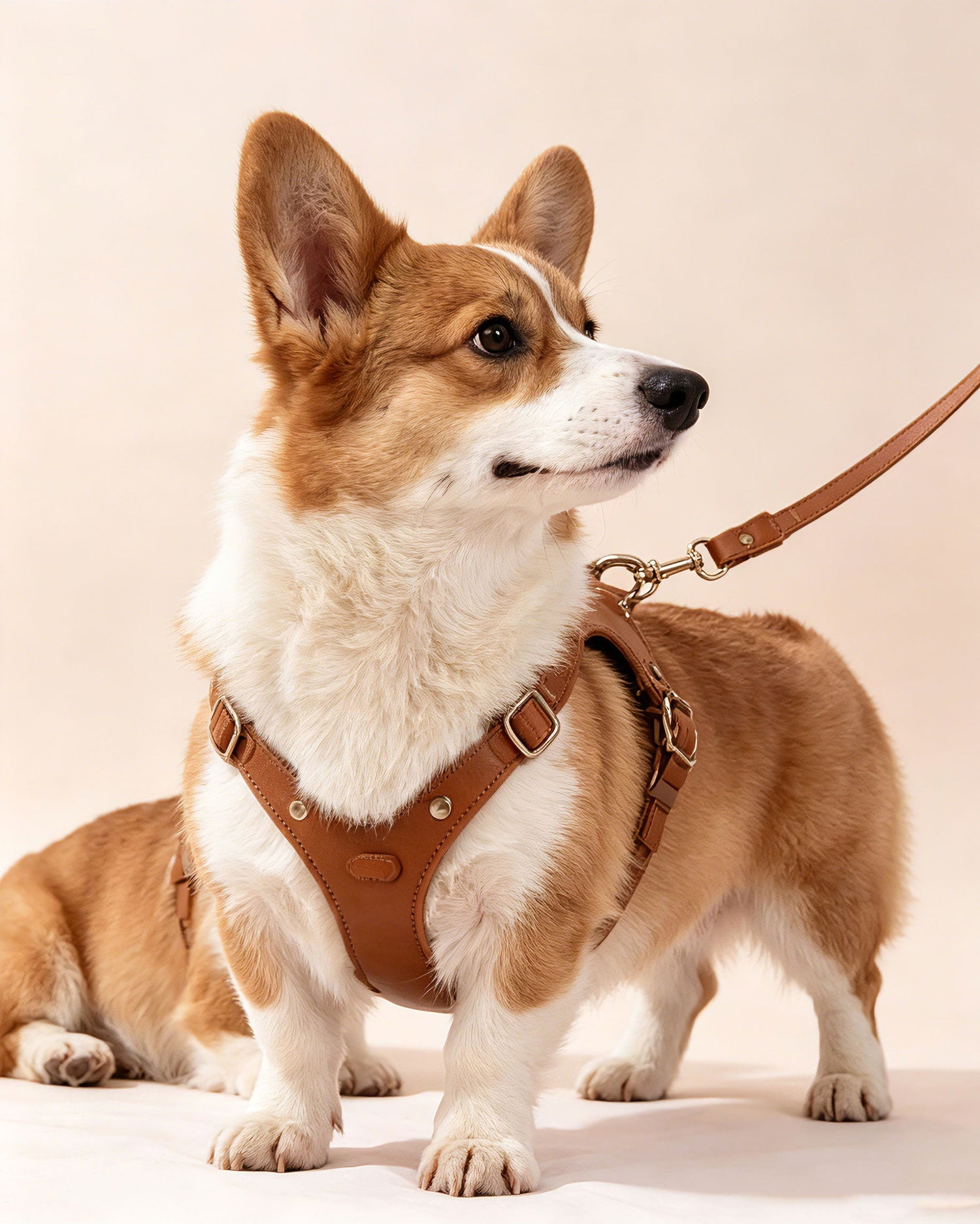 Travel & Outdoor Pet Supplies: Safe Adventures With Your Furry Companions