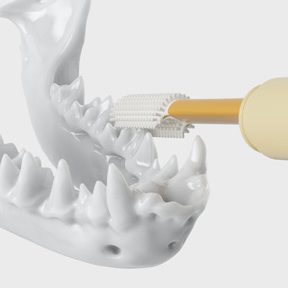 2-in-1 Interchangeable Dental Set